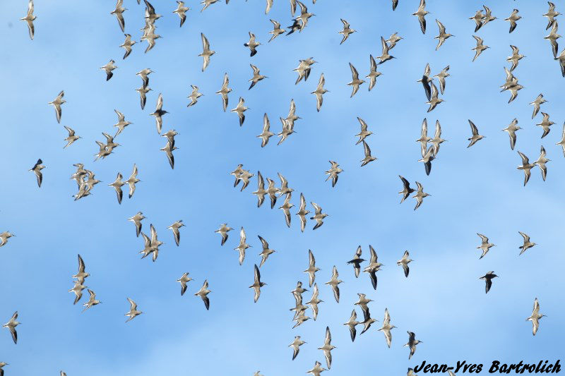 Bécasseau variable.jpg